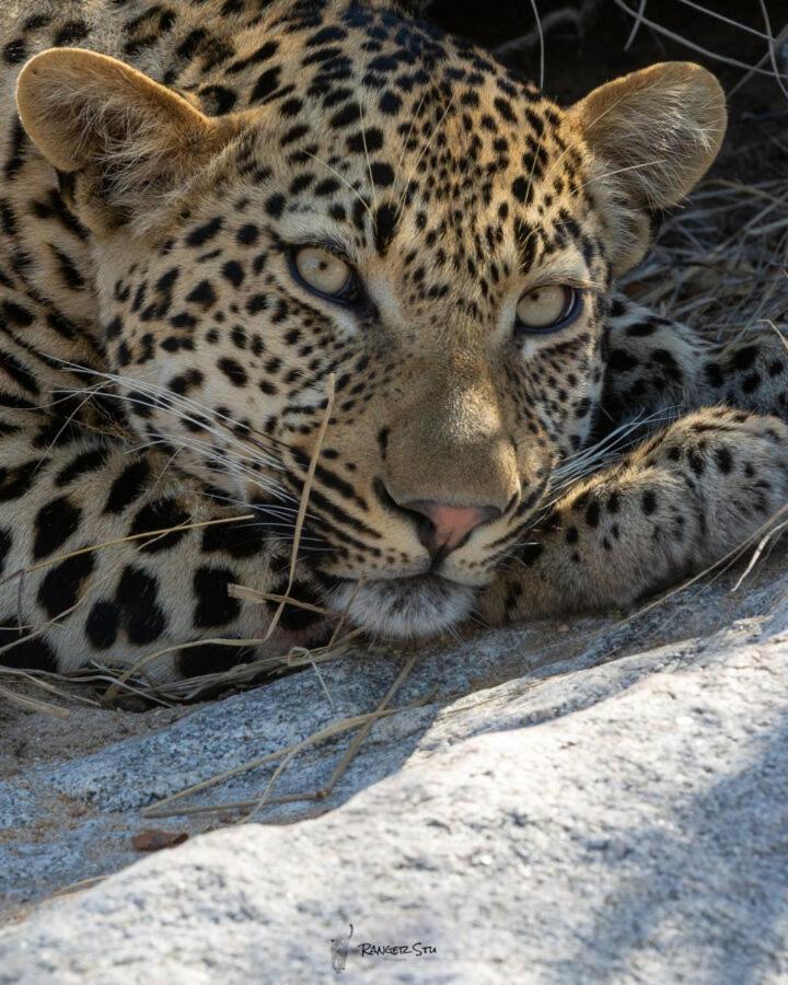 Leopard Hills Private Game Reserve Réserve privée de Sabi Sand Extérieur photo