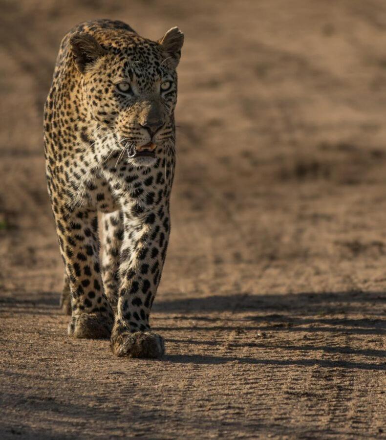 Leopard Hills Private Game Reserve Réserve privée de Sabi Sand Extérieur photo